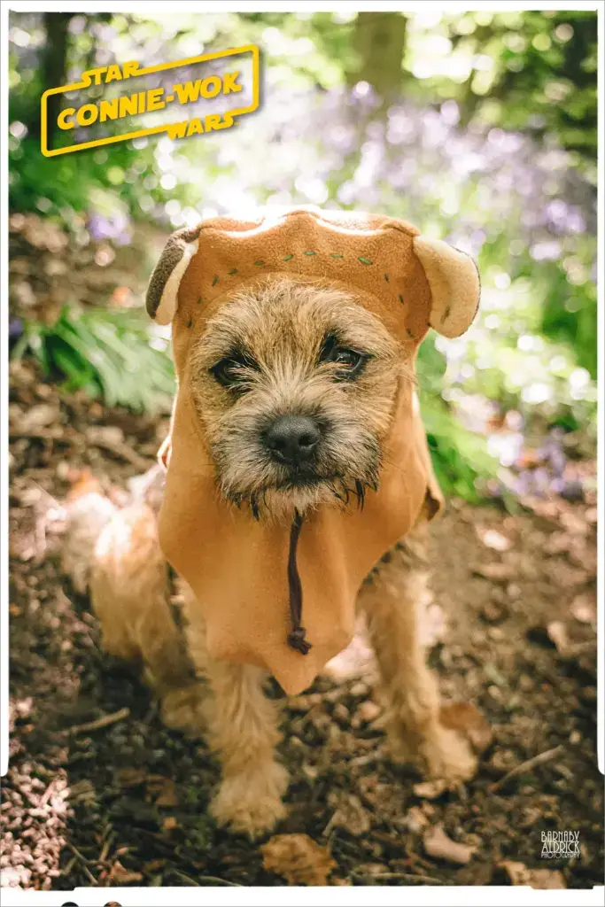 Home made Star wars pet ewok costume, DIY star wars pet costumes, Star Wars fancy dress dog, Ewok dog fancy dress