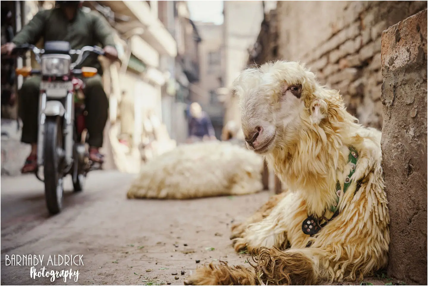 Interesting Goat in Inner Lahore