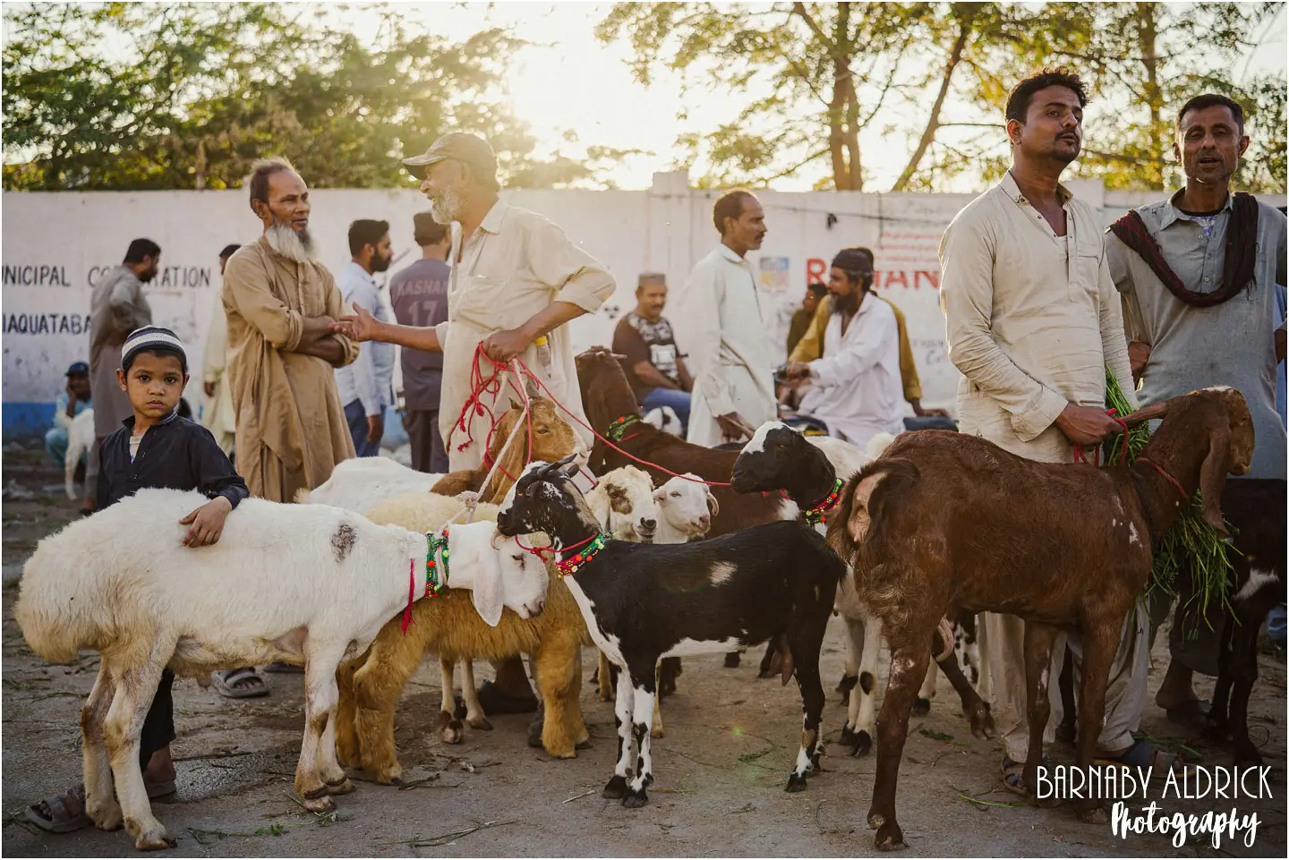 Lalukhait Sunday market Karachi, Goats at Lalukhait Sunday market in Karachi in Pakistan