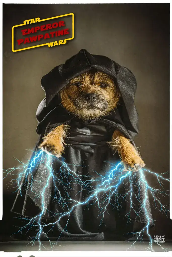 Home made Star wars pet Emperor Palpatine costume, DIY star wars pet costumes, Star Wars fancy dress dog, Emperor Palpatine dog fancy dress